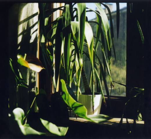 polaroid study I, Jan Tore Jensen