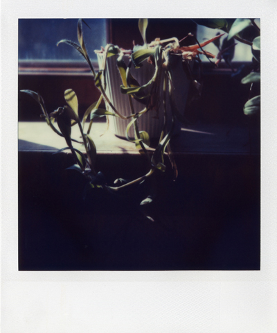 polaroid SX70 III, Jan Tore Jensen