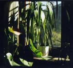 polaroid study I, Jan Tore Jensen